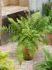Dryopteris filix-mas, Wurmfarn, ca. 9x9 cm Topf Produktbild-Vorschau 6