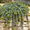 3 x Euphorbia myrsinites (Walzen Wolfsmilch)  - Stauden Produktbild-Vorschau 1