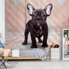 Vlies Fototapete - French Bulldog 150x105 cm Tiere Produktbild-Vorschau 1