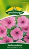 Quedlinburger Saatgut - Becher-Malven Silver Cup - Samen - Produktbild-Vorschau 4