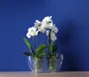 Two white orchids in clear pots are displayed against a blue background. Podgląd zdjęcia produktu