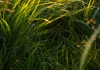 Akustikbild Landschaft Natur 200x100 cm Bilder Produktbild-Vorschau 4
