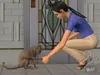 Die Sims 2 - Haustiere (Add-On) Produktbild-Vorschau 10