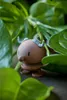Hoptimist Soft Buffalo S Brown Produktbild-Vorschau 2