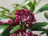 Berglorbeer - Lorbeerrose Yankee Doodle - Kalmia latifolia Produktbild-Vorschau 1