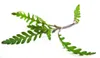 Fiederspaltiger Wasserfreund Hygrophila pinnatifida Produktbild-Vorschau 6
