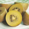 Actinidia Weiki & Golden Kiwi - Pianta di kiwi - 1 Maschio Anteprima dell’immagine prodotto 6