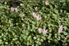 Bloomique - 2er Set - Anagallis Tenella - Zarte Gauchheil - Produktbild-Vorschau 2