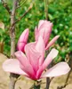 Magnolia 'Galaxy', Magnolie, rosa Blüten, 80–100 cm Produktbild-Vorschau 2