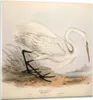 Bilder auf glas - Einteilig - Vogel Weiß Reiher - 60x60cm - Produktbild-Vorschau 1