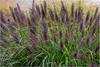 Stauden Gänge 10 x Pennisetum alopecuroides 'Black Beauty' Produktbild-Vorschau 1