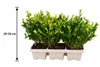 Ilex crenata Jenny 6er-Set 20–25 cm – Japanische Produktbild-Vorschau 5