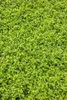 Ilex crenata 'Stokes', Japanische Stechpalme, immergrün, Produktbild-Vorschau 5