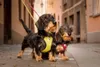 Curli Clasp Vest Pet Air-Mesh Special E. 2022 Ruby S Náhľad obrázku produktu 11