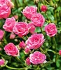 BALDUR Garten Lilly Rose® Wonder5, 1 Pflanze, winterhart, Produktbild-Vorschau 2