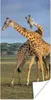 MuchoWow® Poster Giraffen - Tiere - Natur 20x40 cm - Plakat Produktbild-Vorschau 1