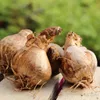 Narzissen Grosspackung Mix Blumenzwiebeln Blumenzwiebeln Produktbild-Vorschau 12