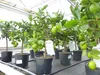 echte Caipi Limette Caipirinha Limettenbaum Citrus Lime 70 Produktbild-Vorschau 7