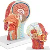 physa Anatomie Schädel - Medianschnitt - Originalgröße Produktbild-Vorschau 5