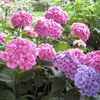 2 x  ortensia  - Hydrangea macrophylla 'Bouquet Rose'  | Anteprima dell’immagine prodotto 2