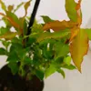 Sada 3 čučoriedok - Vaccinium cylindraceum 'Blau Perle' - Náhľad obrázku produktu 4