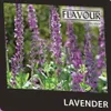 Duft-Teelichter 37,5mm Lavender VE=18 Stück Produktbild-Vorschau 2