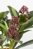 Skimmia japonica 'Rubella', immergrün, rote Knospen, 25–30 Produktbild-Vorschau 4