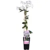 Waldrebe Clematis armandii Apple Blossom Produktbild-Vorschau 4