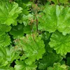6 x Schildblatt - Darmera peltata  | Topf 9cm x 9cm Produktbild-Vorschau 1