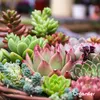 A close-up view of a variety of colorful succulents in a woven basket. Produktbild-Vorschau