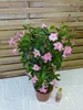 [Palmenlager] XL Dipladenia/Mandevilla "Rio Grande" PINK - Produktbild-Vorschau 2