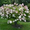 Strauß-Hortensie Grandiflora 2 L Produktbild-Vorschau 2