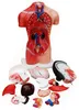 Anatomie Anatomisches Körper Modell Torso 45cm Frau mit Produktbild-Vorschau 3