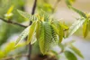Castanea sativa, Esskastanie, 80–100 cm Produktbild-Vorschau 9
