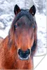 MuchoWow® Poster Pferd - Winter - Schneeflocke 60x90 cm - Produktbild-Vorschau 1