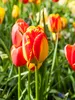 Tulipes Banja Luka bulbes de fleurs 50 pièces. Voir les images du produit 8