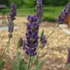 6 Pflanzen Blauer Lavendel 'Hidcote', Lavandula Produktbild-Vorschau 4