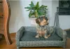Let's Sleep Cozy Basket Panier en osier Pour chiens L Voir les images du produit 3