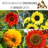 Farbenfrohe Sonnenblumen Samen mit hoher Keimrate - Produktbild-Vorschau 4
