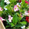 Plants by Frank | 6 Dipladénia Mix | Mandevilla Mix | Voir les images du produit 3