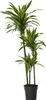Dracena - Dracaena 'Lemon Lime' - Wysokość 130-140cm - Podgląd zdjęcia produktu 1