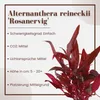 Aquarium Pflanze 3 Stück Alternanthera reineckii Rosanervig Produktbild-Vorschau 3