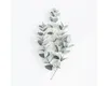 Glasbild Eucalyptus Zweige V 30x30 cm Produktbild-Vorschau 1