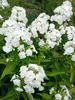3 Stück Stauden Große Flammenblume Phlox paniculata David Produktbild-Vorschau 2