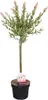Bloomique - Salix Flamingo - Harlekinweide - Winterharte Produktbild-Vorschau 1