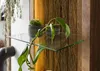 MASSIVMOEBEL24.DE Hängevitrine Akazie 45x30x145 natur Produktbild-Vorschau 5