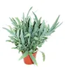 Felce "Blue Star", *Phlebodium aureum*, 17 cm Anteprima dell’immagine prodotto 1