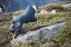 Hurtta Extreme Overall, Größe:65M Produktbild-Vorschau 9