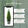 Plants by Frank | Echte Stechpalme Pyramide | Ilex Crenata Produktbild-Vorschau 5