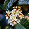 Eriobotrya japonica 'Tanaka', niesplik japoński, wysokość Podgląd zdjęcia produktu 3
